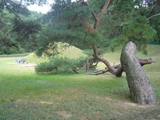 석탈해 왕릉 주변의 소나무들이 왕릉을 향해 절을 하듯이 구부러져 있는 것으로 유명하다. (사진=경주시청)