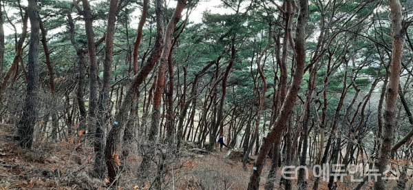 숲가꾸기가 필요한 팔달산 소나무 숲(사진제공=수원시)