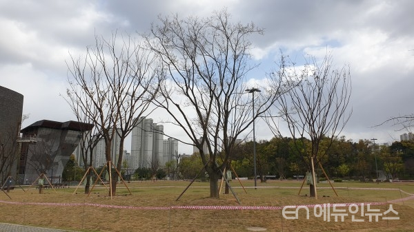 광교호수공원 재미난밭에 도시숲으로 식재된 느티나무(사진제공=수원시)