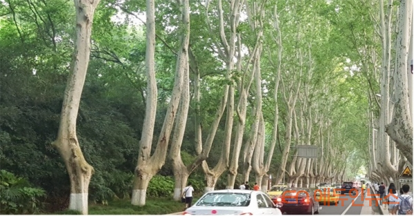 오동나무가 곳곳에 있는 난징.(사진=김현진 교사)