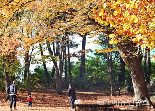 경기상상캠퍼스 잔디밭에서 어린이와 부모가 자유롭게 산책을 즐기고 있다(사진제공=수원시)