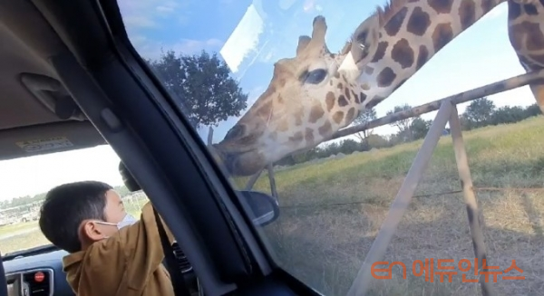 드라이브스루 동물원 , 자신의 차안에서 동물들에게 먹이도 주고 구경할수있다.